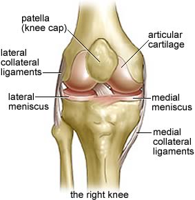 seif_knee20anatomy01.jpg
