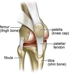 seif_knee20anatomy02.jpg